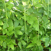Yard Long Pole Bean Seeds (Organic)