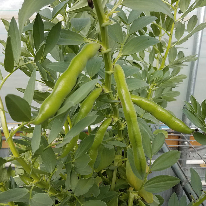 Broad Windsor Fava Bean Seeds (Organic)
