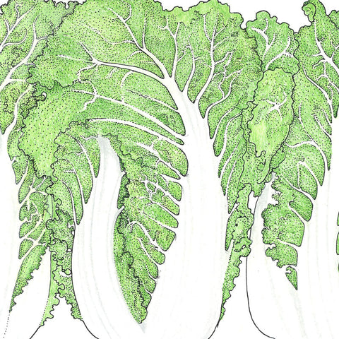 Napa Bilko Cabbage Seeds (Organic)