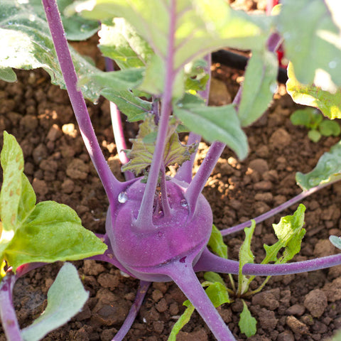 Purple Vienna Kohlrabi Seeds (Organic)