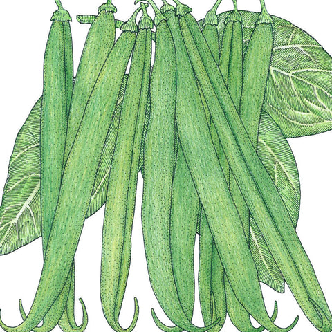 French Garden Bean Seeds (Organic)