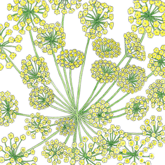 Organic Dill, Mammoth