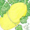 Crenshaw Melon Seeds (Organic)