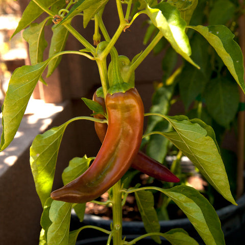Anaheim Pepper Seeds (Organic)