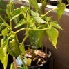 Ancho Poblano Pepper Seeds (Organic)