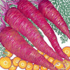 Dragon Carrot Seeds (Organic)