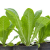 Romaine, Jericho Lettuce Seeds (Organic)