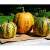 Kakai (Hull-Less) Pumpkin Seeds (Organic)