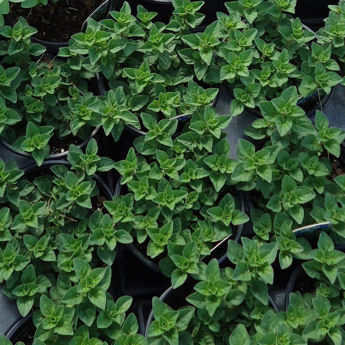 Organic Oregano, Greek