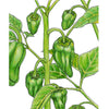 Padron Pepper Seeds (Organic)