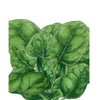 Verdil Spinach Seeds (Organic)