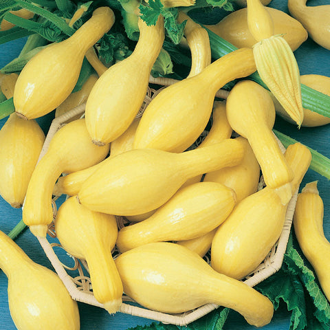 Early Crookneck Summer Squash Seeds (Organic)