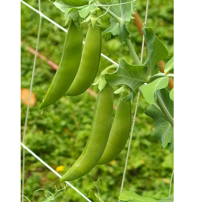 Sugar Daddy Pea Seeds (Organic)