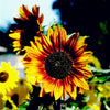 Organic Sunflower, Autumn Beauty (pack)