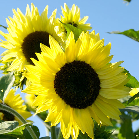 Organic Sunflower, Lemon Queen (pack)