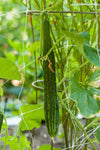 Suyo Long Cucumber Seeds (Organic)
