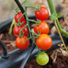 Sweetie Tomato Seeds (Organic)