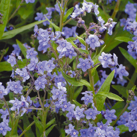 Forget-Me-Not, Chinese (1/4 lb)