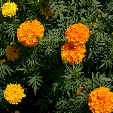Marigold, African (pack)