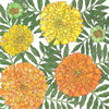 Marigold, African (pack)