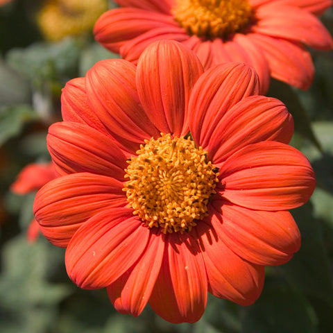 Mexican Sunflower (pack)