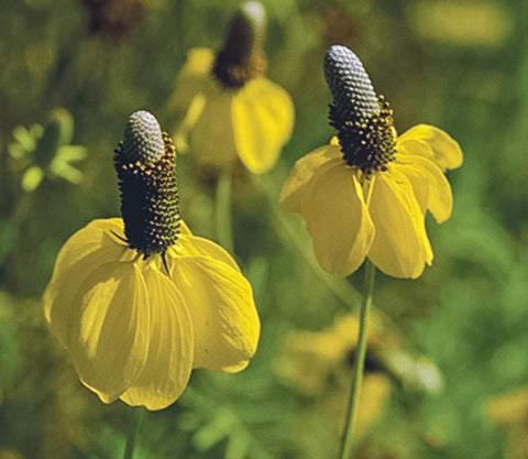Coneflower, Yellow Prairie (pack)