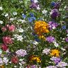North American Shade Wildflower Mix (pack)