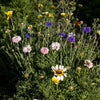 Mediterranean Dryland Wildflower Mix (pack)
