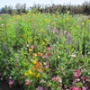 Clay Soil Loving Native Wildflower Mix (pack)