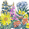 Clay Soil Loving Native Wildflower Mix (pack)