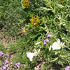 California Perennial Wildflower Mix (1/4 lb)