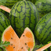 Tendersweet Orange Watermelon Seeds (Organic)